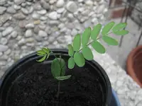 _II Albizia 27.04..webp