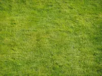 Rasen4_2011.webp