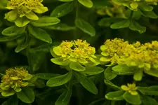 Blüten und Enten 26.4.11 (19 von 33).webp