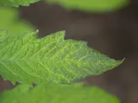 E5001580.webp