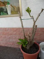 SAM_0328.webp