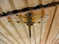 DSCF8408.webp