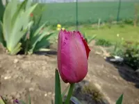 DSCF8410.webp