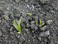 DSCF8413.webp