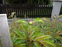 DSCF8422.webp