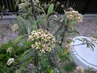 DSCF8424.webp