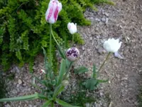 DSCF8426.webp