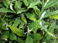 DSCF8429.webp