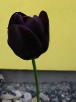 DSCF8431.webp
