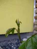 DSCF8433.webp