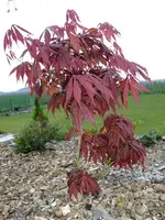 DSCF8434.webp