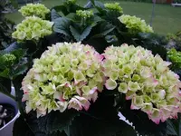DSCF8439.webp