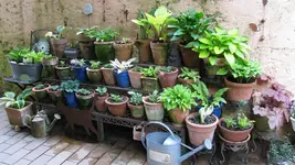 hostatreppenendeapril11.webp