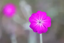 violette Blume.webp