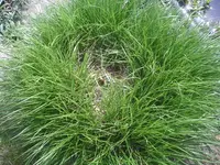 Gras1.webp