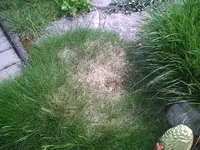 Gras2.webp