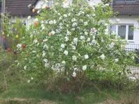 img_0353.webp img_0353.webp