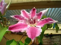 CIMG6463.webp
