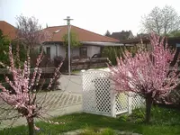 Mandelbäumchen und Zierkirsche.webp