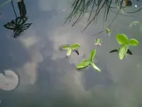 Teichpflanze.webp