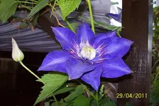 Clematis 1.webp