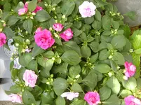 018.webp