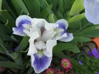 IMG_boo_1067x800.webp