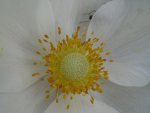 IMG_anemone_1067x800.jpg