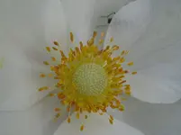 IMG_anemone_1067x800.webp