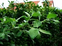 30.04.2011 017.webp