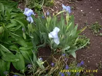 JD500442.webp