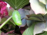 Monarch Puppe.webp
