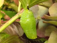 Monarch Puppe (1).webp