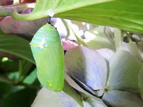 Monarch Puppe (2).webp