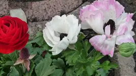 K800_29.04.2011 073.webp