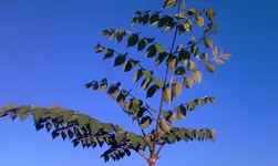 IMAG0501.webp