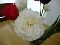 DSCF8496.webp
