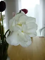 DSCF8498.webp