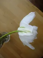 DSCF8499.webp