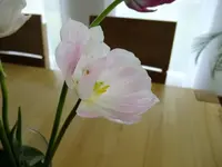 DSCF8500.webp