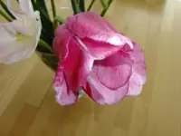 DSCF8502.webp