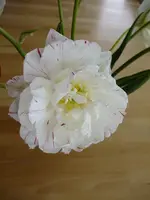 DSCF8504.webp