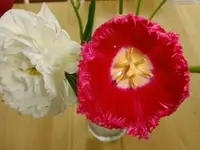 DSCF8507.webp