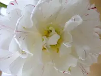 DSCF8512.webp