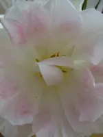 DSCF8515.webp