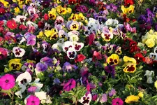 IMG_2170.webp