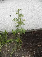 DSCN9455.webp