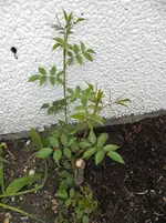 DSCN9456.webp