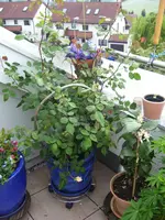 100_6100.webp