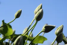 DSC00658(1).webp
